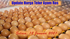 Check spelling or type a new query. Harga Telur Ayam Ras Hari Ini Selasa 12 Januari 2021 Ii Referensi Peternak Youtube