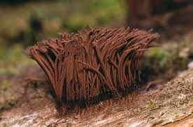 Image result for Stemonitis splendens
