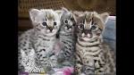 F1 Savannah Kittens For Sale | Savannah Cat Breed