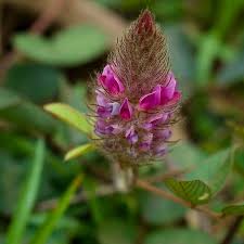 Image result for Uraria