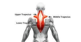 Trapezius muscles are large, paired, triangular muscles in the back of your neck and upper back. How To Fix Trapezius Pain Fast Ultimate Guide