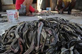 Dugaan lainnya adalah titanoboa kehilangan hutan sebagai habitatnya yang membuat mereka punah. Desa Kecil Di Indonesia Ini Jadi Tempat Penjagalan Ular Terbesar Di Dunia Wow Menariknya