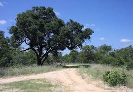 Image result for Commiphora tenuipetiolata