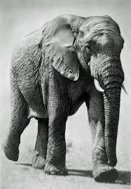 I hope you liked my videohi. Pencil Shading Pencil Realistic Elephant Drawing Novocom Top