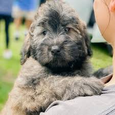 A schnoodle full grown will require regular exercise, with at least 2 walks a day. Twoodle Smeraglia S Teddy Bear Goldendoodles Schnoodles Facebook