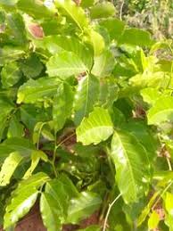 Image result for Isoberlinia