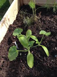 Zucchini plants are generally considered easy to grow, but there are several common zucchini growing problems that can affect the production of powdery mildew is among the most pervasive fungal diseases when it comes to vine crops like zucchini. Zucchini Week 2 Blegh Veggie Garden Plants Seeds