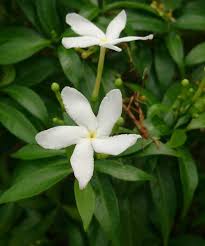 Image result for Tabernaemontana brachyantha