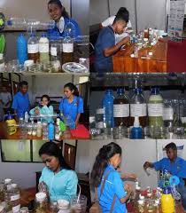 Basmi hama tanaman penyebab daun keriting dengan mudah cara organik. Pembuatan Pestisida Nabati