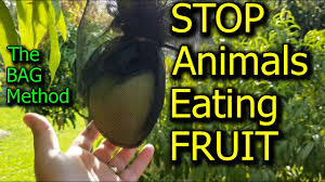 Photo by donna enz i started wondering how to protect my fruit from birds after i noticed that they like to eat my. Bagging Fruit To Protect From Animals Birds Instead Of Netting Whole Fruit Tree Youtube