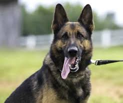 The breeders of el divo german shepherds in kentucky offers purebred german shepherd puppies. Akc German Shepherd Puppies For Sale In Lexington Kentucky Classified Americanlisted Com