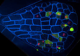 Microscopy Intro To Microscopes How They Work Article