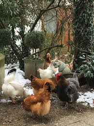 Huhner Im Garten Huhner Im Garten Huhner Garten