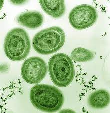 Prochlorococcus Wikipedia
