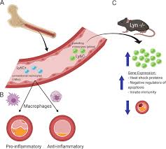 Check spelling or type a new query. The March Of Monocytes In Atherosclerosis One Cell At A Time Abstract Europe Pmc
