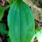 Image result for Platylepis glandulosa