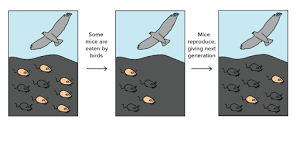 Worms that eat at night. Darwin Evolution Natural Selection Article Khan Academy