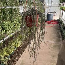 Image result for Cynanchum