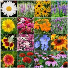 Perennial flowers native to indiana. 20 Best Perennials Flowers Available At Tn Nursery Tn Nursery