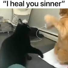 Catsweek On Instagram Tag A Sinner Who Needs To Be Healed For More Catswe I Heal You Sinner Ifunny Funny Animals Funny Animal Videos Cute Animals
