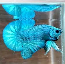 Pagesbusinessesshopping & retailpet shopaquatic pet shoprumah betta pekanbaru cupang plakat / big ear dll. Ikan Cupang Betta Pet Fish Fish