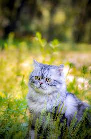 Typically, these benign lilies only cause minor signs secondary if a benign lily is ingested, simply offer your cat something tasty like milk or canned chicken broth. Lily Poisoning In Cats Signs Treatment Australian Cat Lover
