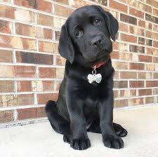 These available puppies are priced under $500 and are ready for their furever homes. Labrador Retriever Puppies Lab Puppy For Sale Lab Puppies For Sale Labrador Retriever Puppies For Sale Sammy Labrador Retriever