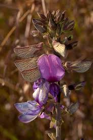 Image result for Droogmansia