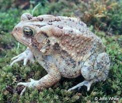 Looking For Toads In The Yard Pet Care Amphibians Pets