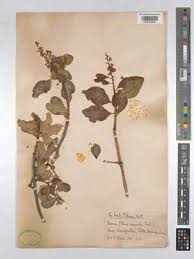 Image result for Ozoroa kassneri