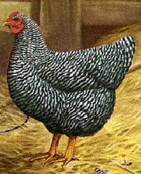Man, what a great read!poultry catalog. Selecting Our Chicken Breeds Tales From The Birdello
