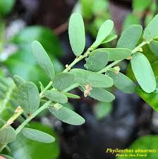 Image result for Phyllanthus udoricola