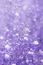 Check spelling or type a new query. Ma Vie Secrete Lavender Aesthetic Violet Aesthetic Purple Wallpaper