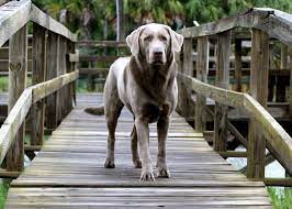 The labrador retriever has never been identified as carrying this gene. Henry A Silver Labrador Retriever From Greensboro North Carolina Photographed At Fripp Island South Carolina Best Dog Photos Lab Dogs Dog Photos