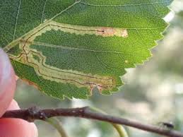 Image result for Stigmella confusella