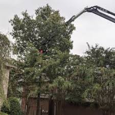 In order for trees to receive the nutrients they need to thrive and remain lush and green, tree trimming. Precision Tree Service Tree Services Birmingham Al Phone Number