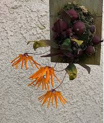 Image result for Bulbophyllum stolzii