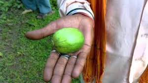 Image result for Catunaregam obovata