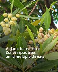 Image result for Conocarpus