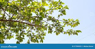 Image result for Morus indica