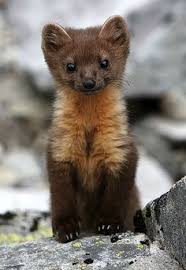 Maybe you would like to learn more about one of these? 67 Weasels Ideas Weasel Animals Wild Cute Ferrets