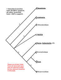 Image result for Digitaria appropinquata