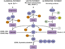 Image result for Complement Pathway