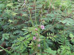 Image result for Mimosa diplotricha