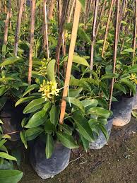 Image result for Tristellateia