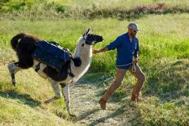 Black Mountain Pack Llamas