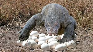 Hewan yang berkembang biak dengan cara bertelur. Cara Komodo Bertelur Dan Berkembang Biak Pulau Komodo Indonesia Youtube