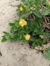 Image result for Sida javensis