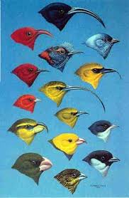 Native Hawaiian Birds Images Yahoo Search Results Bird Birds Bird Photo