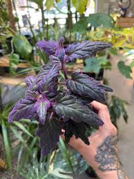 Image result for Gynura